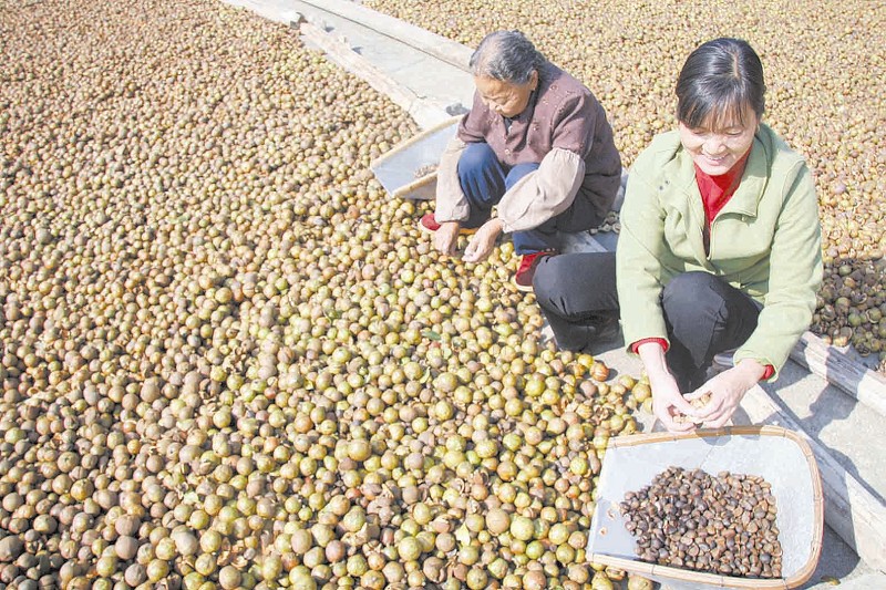 尤溪县老科协让油茶之乡名符其实