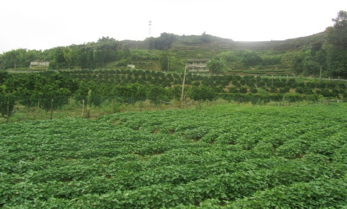 老区村苏山的小康之路