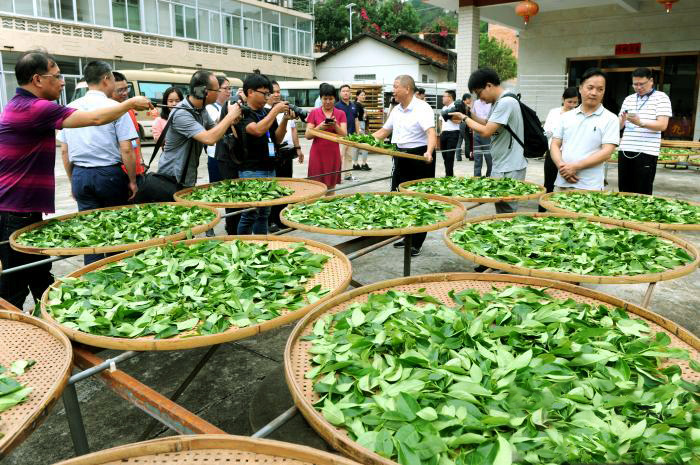 漳平 用一片绿茶叶富了一方百姓