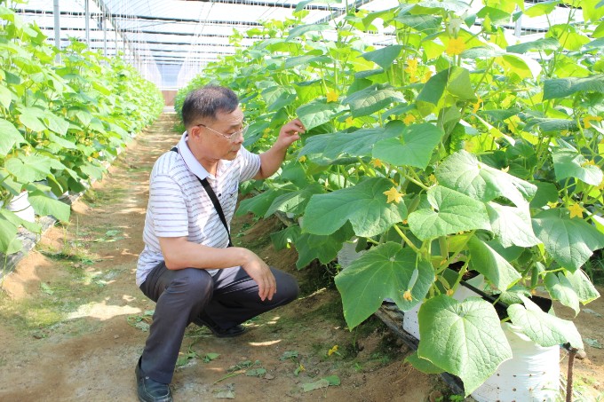 延平区科特派协会会长曹海青在村尾村“亨通”蔬菜生产基地指导生产.jpg